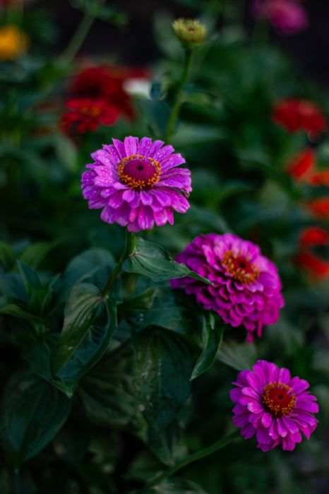 Фотоаппарат Canon 100d