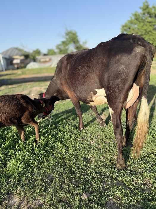 Бұзаулы сауынды сиыр
