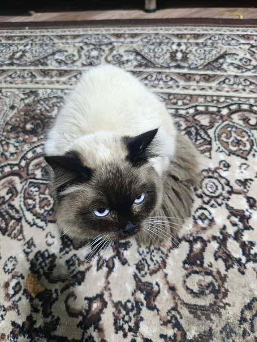 Балинезийской кошка