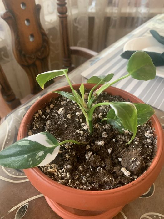 Комнатные цветы в горшках