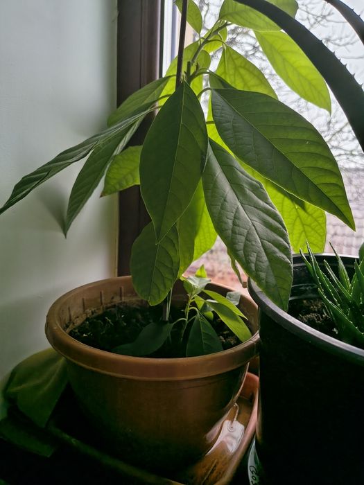 Vând aloe Vera și avocado