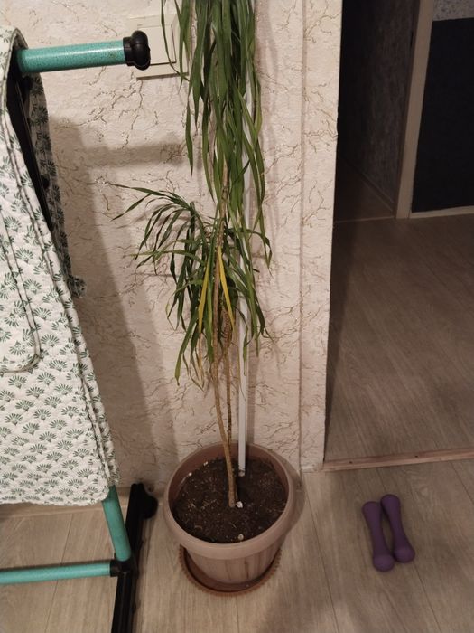 Комнатные цветы  продам