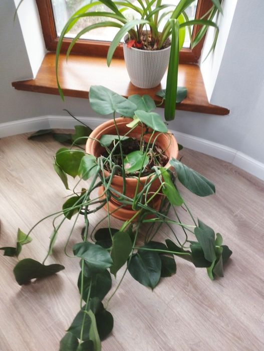 Комнатные цветы разные цены