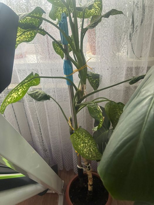 Продам живые цветы