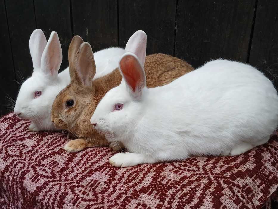 Femele hycole francez!