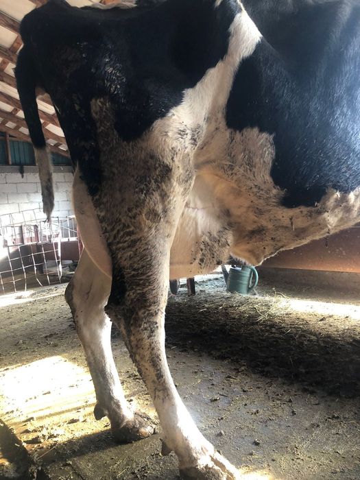 Голштейн сиыр сатылады