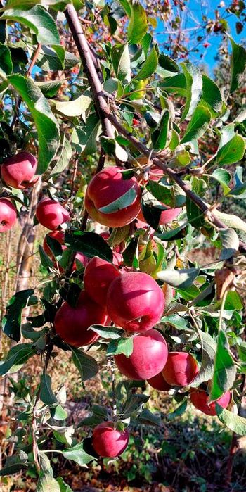 Продам дачу, район Телецентра СО "Кристалл"