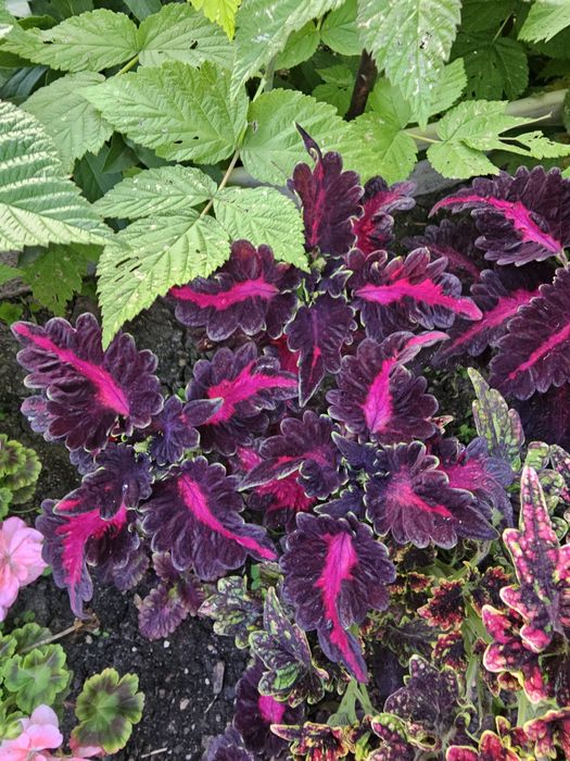 Цветы Колеусы 500 тг