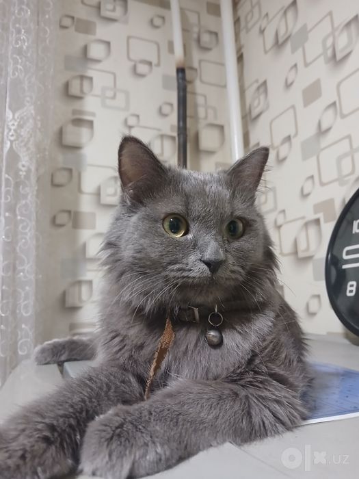 Nebelung zotli chiroyli kulrang mushuk sotiladi