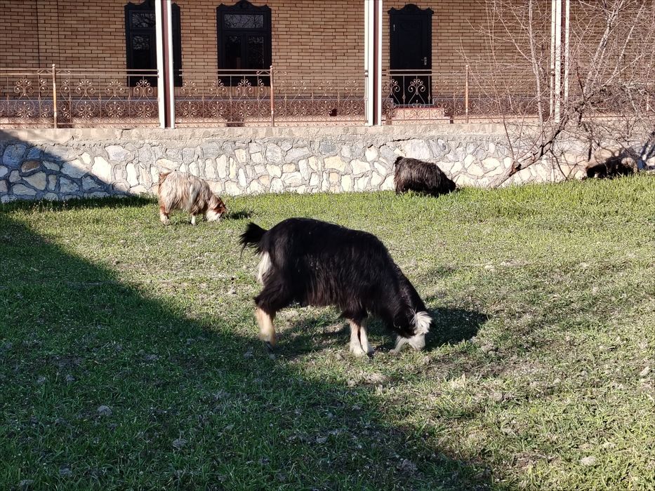 Xonagi katta sarka sotiladi.