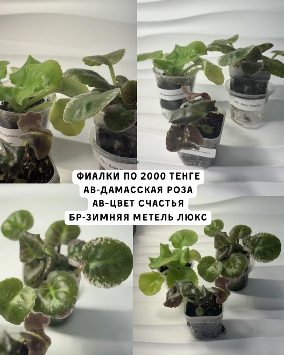 Фиалки цветущие сортовые