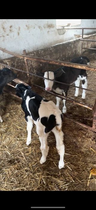 buzoq (sut emdi) sotiladi