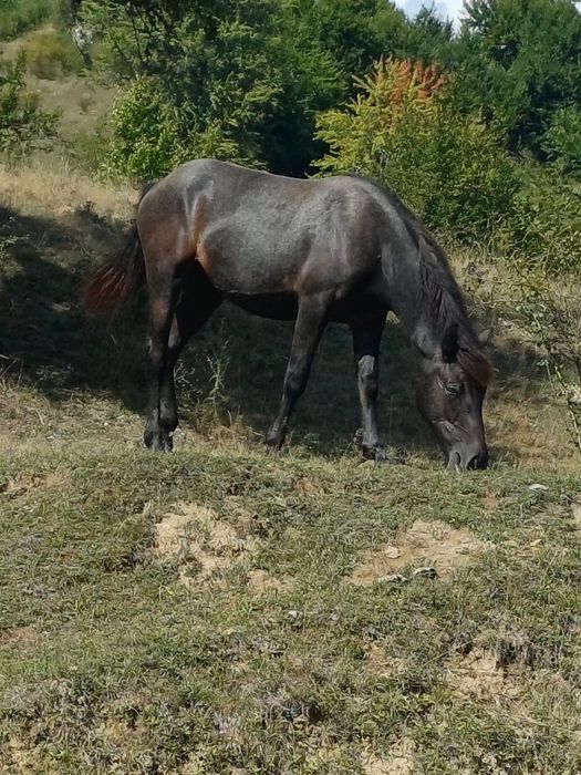 Mânză de 1 an și 3 luni