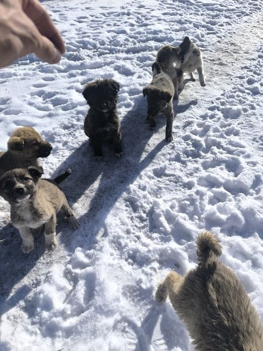 Щеночки Смешанные