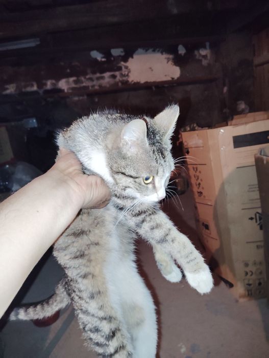Mushuk bor 4ta bolalari bilan yaxshi boqilgan