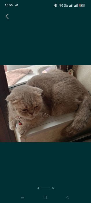 Продается котенок самец