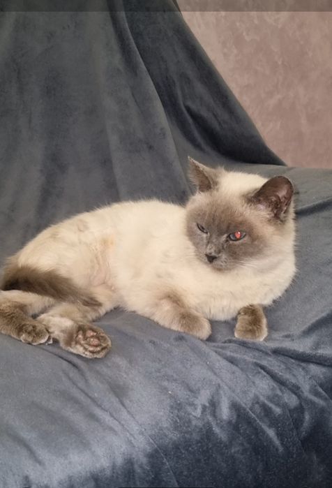 Луна ищет мампап. Доставлю!