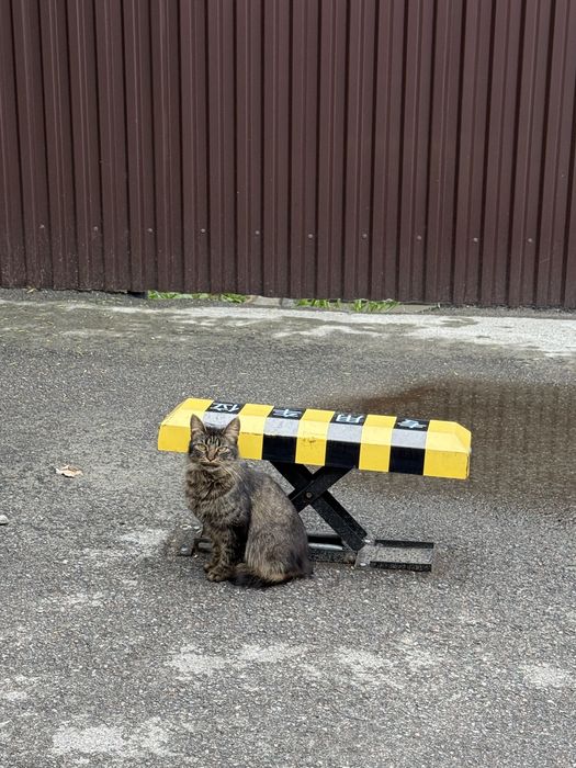 Нашлачь кошка молодая