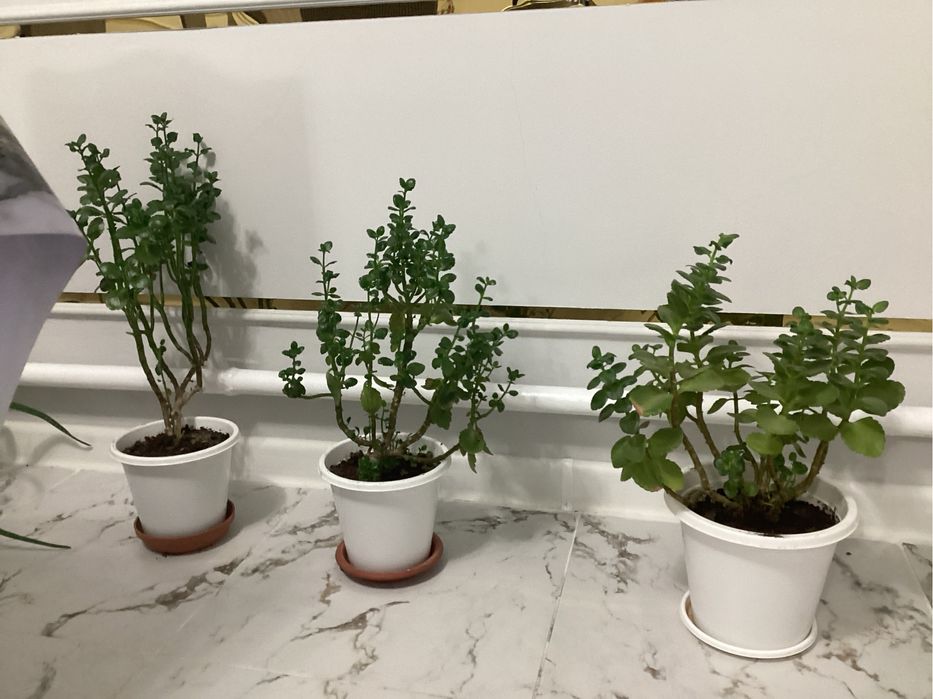 Продам цветы все три штуки