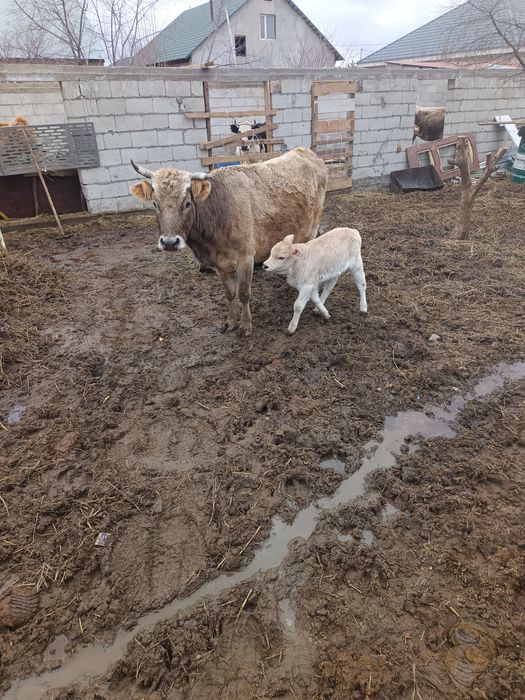 Бузаулы сиыр сатылады