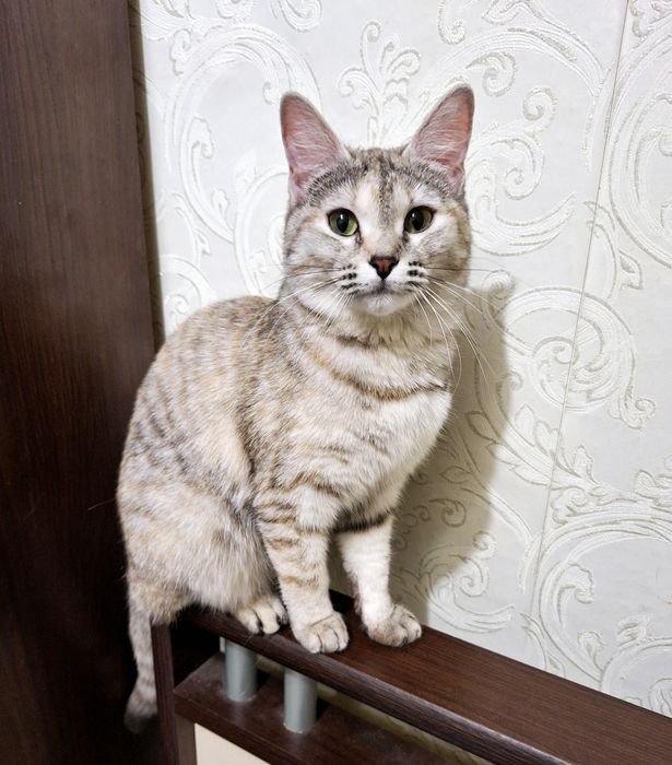 Полупородистая кошечка Симочка Стерелизована