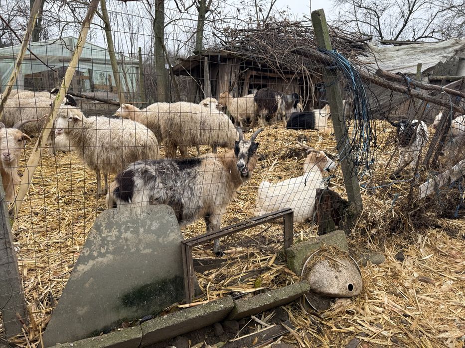 Vand 10 capre tinere toate au iezii in burta