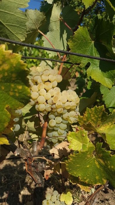 Struguri de vin Huși