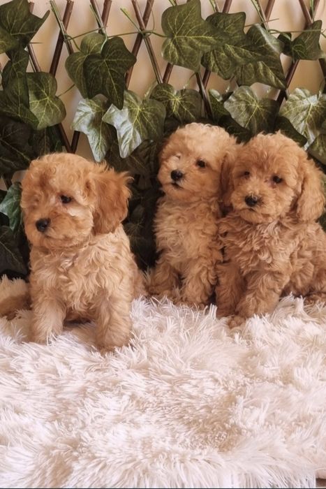 Той Пудел Toy Poodle