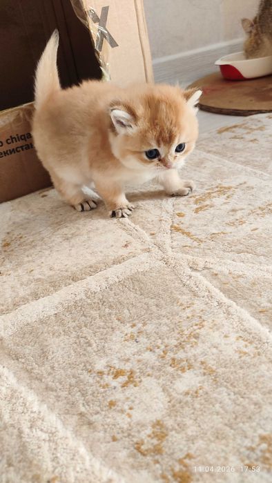 Готовится к продаже котята Золотые Шиншиллы