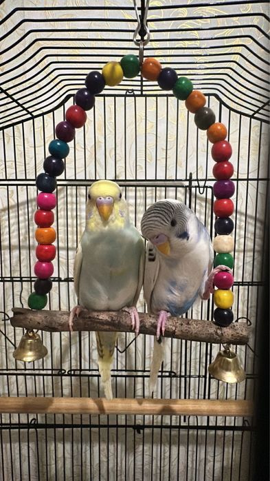 Продам попугаев в слеткой и всем необходимым