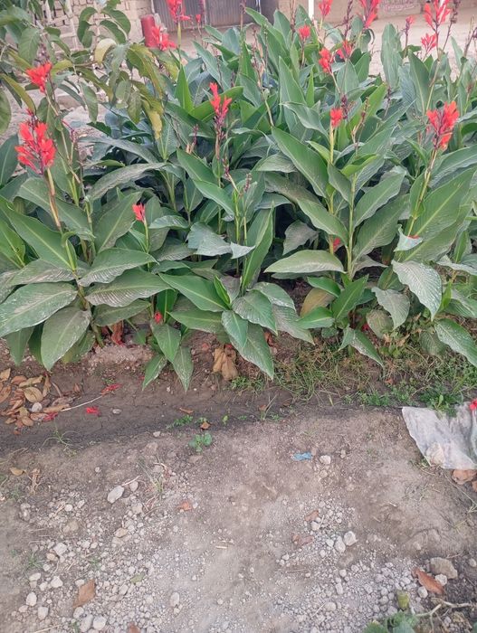 Kan Gul – Кан Гул  Сотилади , To‘g‘ridan-to‘g‘ri Dehqondan Oling!