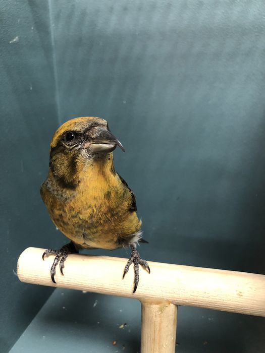 Клесты поющие пара самка самец