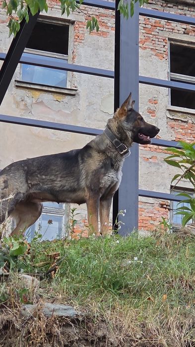 Disponibili 2 catei