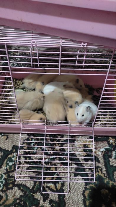 Продаются хомяки