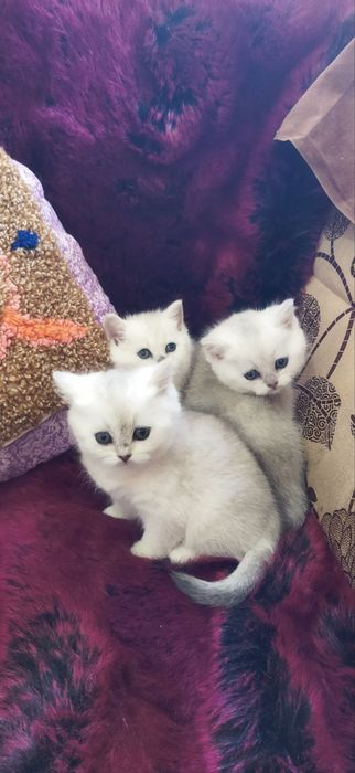 Шотландские котята