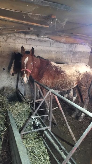 Продам жеребчика в августе будет полных 2 года