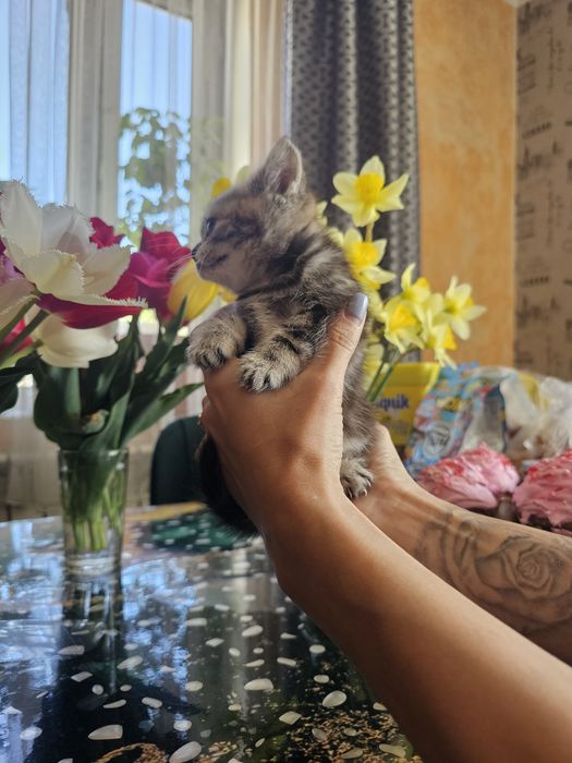 Шотландцы вислоушки.