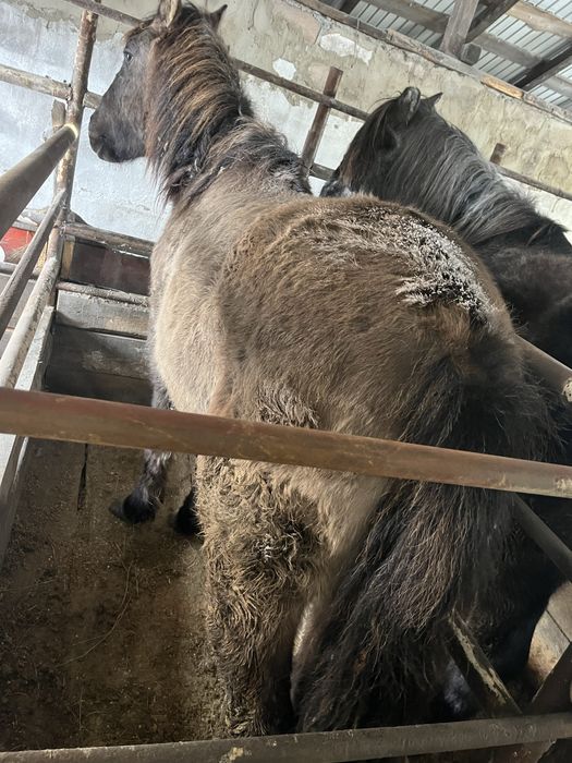 Продам тай и байтал