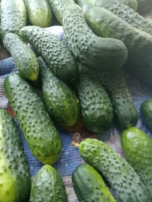 Свежие   огурчики