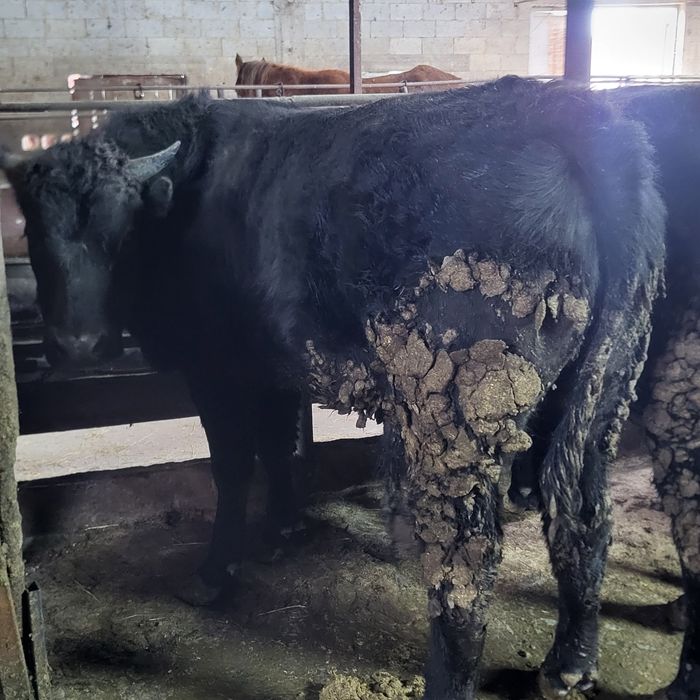 Продам 12 голов быков