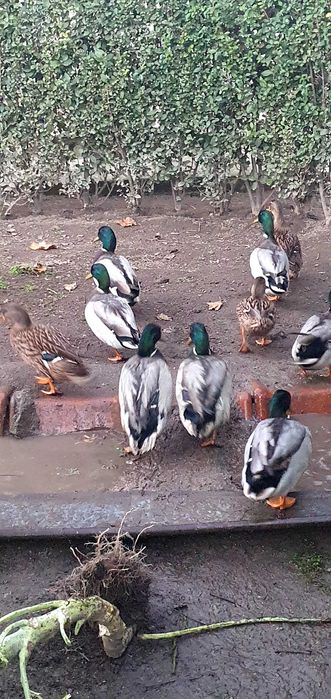 Патици -няколко чифта