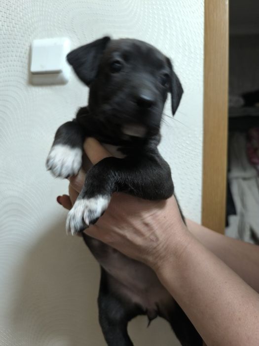 Отдам собак бесплатно