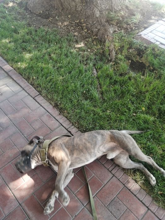 Питбультерьер, американский.