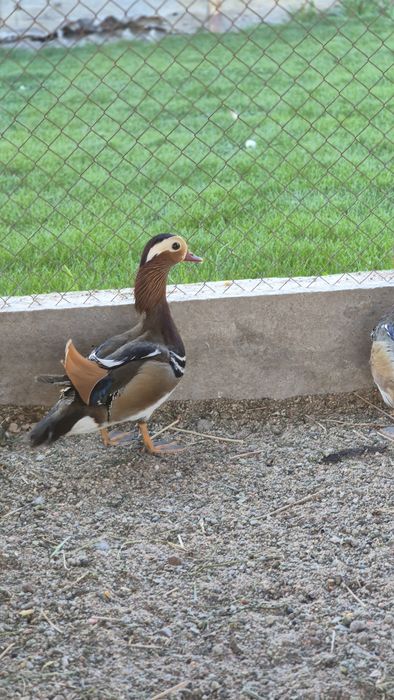 Утки мандоринки.