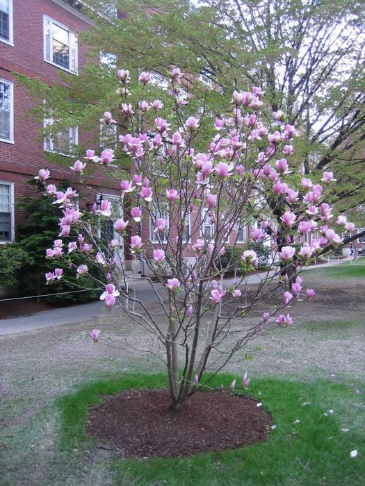 Магнолия Суланджа - декоротивное дерево