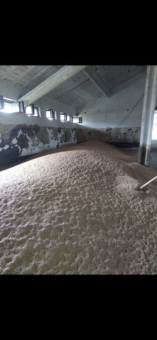 Porumb, floarea-soarelui, grâu