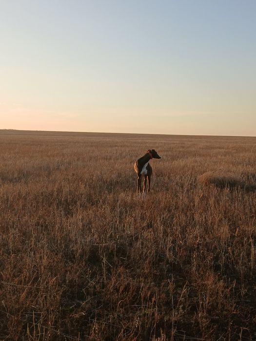 Собака . Грейхорт