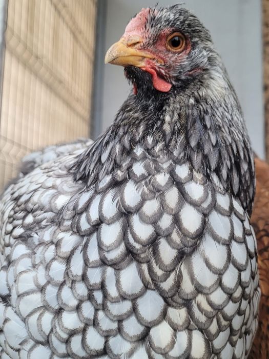 Ouă wiandotte!!!