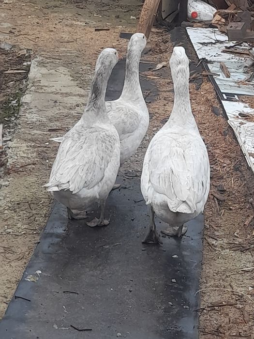 Срочно продам 13 гусей живьём