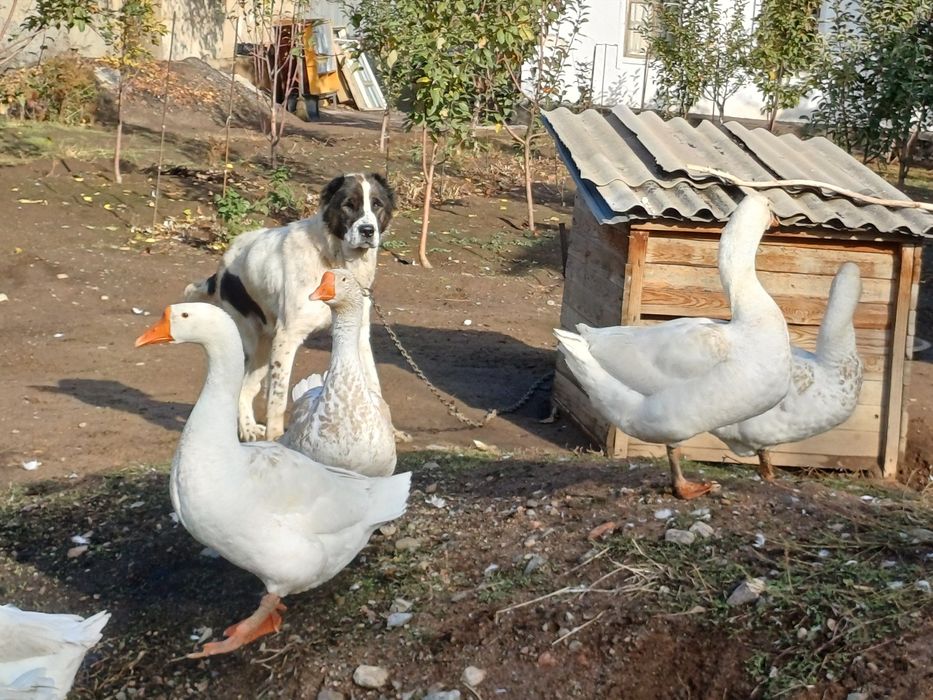 Продам гуси молодые